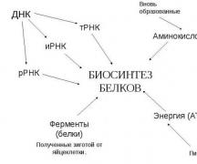 Свойства и функции аминокислот